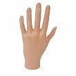 Debra Lynn Practice Hand With Cuticled Fingers (left hand)