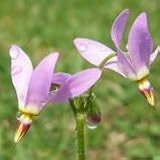 Midland Shooting Star (Dodecatheon meadia) - Jumbo Wildflower Seed Packet