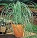 60 Heirloom Lemon grass (Cymbopogon flexuosus) Seeds