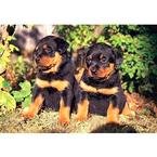 image link -  - B000WZLATS