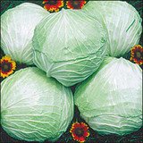 Flat Dutch Lake Cabbage 300 Seeds-GARDEN FRESH PACK