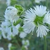 Starry Campion (Silene stellata) - Jumbo Wildflower Seed Packet