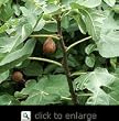 Celeste Fig Tree Five Gallon