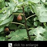 Celeste Fig Tree Five Gallon