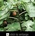 Celeste Fig Tree Five Gallon