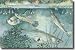 Guppies And Minnows Are Good Fish To Have For Mosquito Control Giclee Print