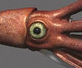 Chasing Giants: On the Trail of the Giant Squid
