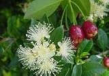 Dwarf Eugenia Syzygium Paniculatum Globulus Brush Cherry Topiary or Bonsai Starter Plant