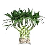 Large Trellis Arrangement (18 cane)