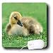 Birds - Baby duckling - Mouse Pads