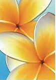 Frangipani (Blue) Art Poster Print - 16x20