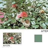 Hoya Green Field - Filter - enhancing - green - 67 mm