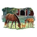 Sunshine And Daisies~horse Adult T-Shirt