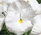 パンジービオラパンジー デルタプレミアム「ピュアホワイト」２４株セット※お届け地域によっては別途差額送料が発生する場合が有ります。