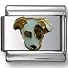 Jack Russell Terrier Italian Charm