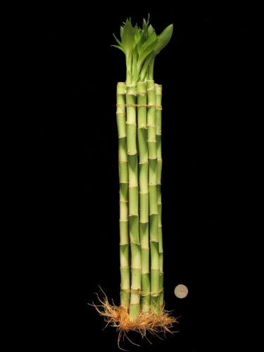KL Design & Import - 10 Stalks Of 16 Inch Straight Lucky Bamboo For Feng Shui Or Gifts KL Design & Import - 10 Stalks Of 16 Inch Straight Lucky Bamboo For Feng Shui Or Gifts