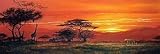 Safari Sunset by Dr. Jeremy Paul. Art Print Poster FRAME IT.. 30 inches width by 10 inches height. Highest Quality Art Poster Print