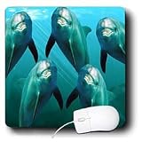 Dolphins - Curious Dolphins - Mouse Pads