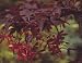 Bloodgood Red Japanese Maple - 1 Year Graft