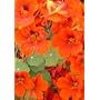 1 Full Bulk Pound Nasturtium Wild Flower Seeds (Tr&hellip by The Dirty Gardener