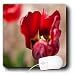 Jos Fauxtographee Realistic - A Very Close Up of a Red Bulb Flower With a Yellow Center and Blurred Background of Green - Mouse Pads