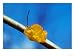 Yellow Brain Fungus, Tremella Mesenterica Photographic Poster Print by David Boag, 16...