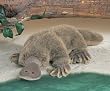 Fiesta Toy Sea and Shore 18" Platypus