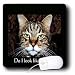 WhiteOak Photography Animal Print - Do I look like I care A cat with expression - Mouse Pads
