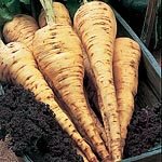 Outdoor Living : Parsnip Tender and True: 300 Seeds (1 Pkt - 300 seeds)