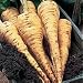 Parsnip Tender and True: 300 Seeds (1 Pkt - 300 seeds)