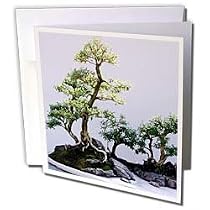 Trees - Bonsai Tree - Greeting Cards-6 Greeting Cards with envelopes