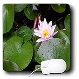 WhiteOak Photography Floral Prints - Pink Water Lily Pink Water flower - Mouse Pads