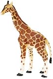 Adult Giraffe, Wild Safari