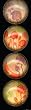 iPop Clicks aikemidesign fumi Flowers 4-Pack Magnet Set
