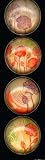 iPop Clicks aikemidesign fumi Flowers 4-Pack Magnet Set