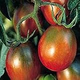 Organic Black Plum Tomato Plant - ORDER NOW ! - B001LV6VHS