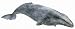 Grey Whale