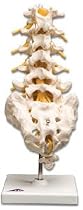 Lumbar Spinal Column Model