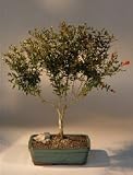 Flowering Dwarf Pomegranate Bonsai Tree.(punica granatum)