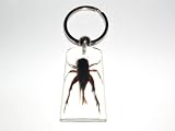 Clear Real Insect Keychain - Cricket (SK1040)