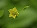 Close-up of a Yellow Clover Flower Photographic Poster Print by White & Petteway , 24x32