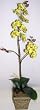 Silk Phaleonopsis Orchid in Wooden Container