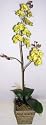 Silk Phaleonopsis Orchid in Wooden Container
