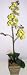 Silk Phaleonopsis Orchid in Wooden Container Image