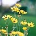 Tall Coreopsis (Coreopsis tripteris) - Jumbo Wildflower Seed Packet