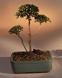 Brush Cherry Bonsai Tree - 