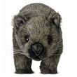 Plush Wombat Stuffed Toy By Hansa 17"