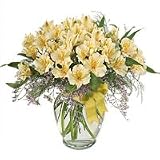 Lilies - Peruvian Dream