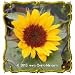 Sunflower 'Sunspot' - Jumbo Wildflower Seed Packet (100)