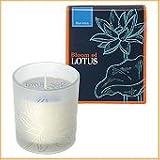 Bloom of LOTUS �t���O�����X�L�����h���@�u���[���[�^�X 150g